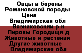 Овцы и бараны Романовской породы › Цена ­ 5 000 - Владимирская обл., Вязниковский р-н, Пировы-Городищи д. Животные и растения » Другие животные   . Владимирская обл.,Вязниковский р-н